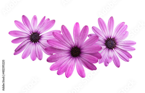 Osteosperumum Flower Daisy Isolated