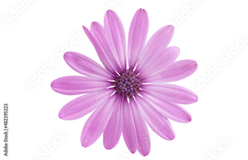 Osteosperumum Flower Daisy Isolated