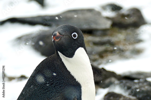 Fotografía Portrait of Adelie penguin face