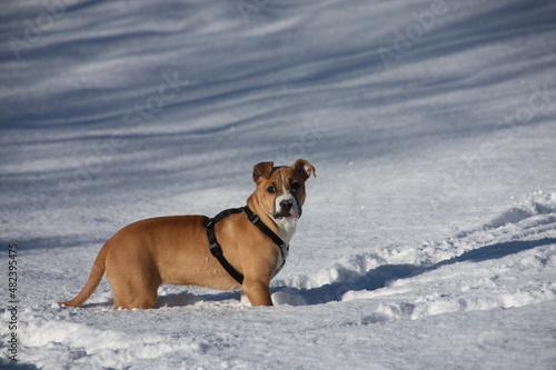 Pitbull marrón claro con arnés negro en la nieve