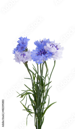 bunch of cornflowers isolated