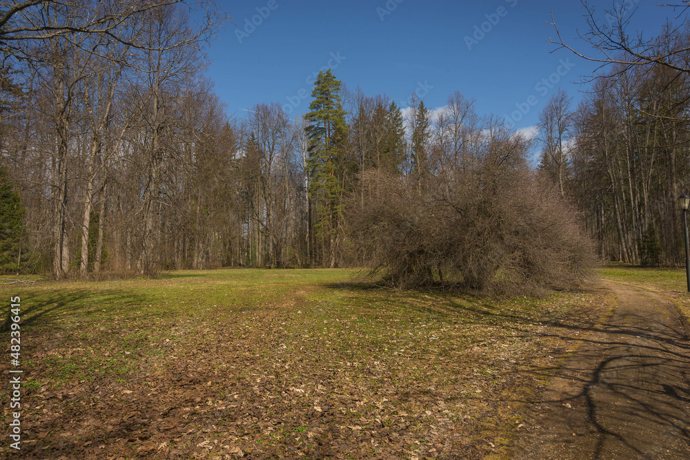 Standing alone and independently shaggy bush in spring forest Standing alone and independently shaggy bush in spring forest