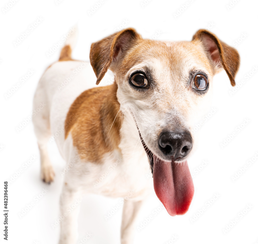 Dog smiling close up portrait on white background. Adorable pup with open mouth and tongue out. Looking with excitement play time. Cute funny pet theme Dog smiling close up portrait on white background. Adorable pup with open mouth and tongue out. Looking with excitement play time. Cute funny pet theme