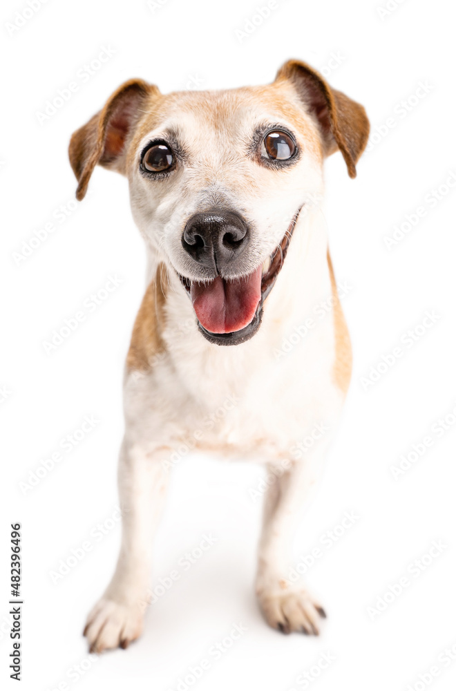 Adorable small dog Jack Russell terrier looking to the camera and smiling. Excited look ready to play. Positive cute emotions. Isolated white background