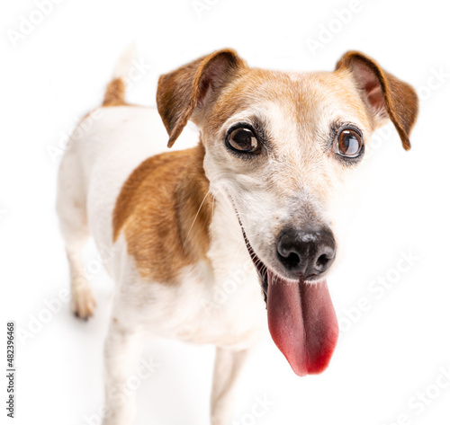 Dog smiling close up portrait on white background. Adorable pup with open mouth and tongue out. Looking with excitement play time. Cute funny pet theme