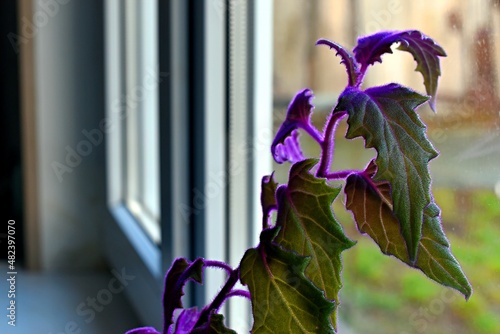 Ginura - velvet queen of ampels Tropical flower. Belongs to the Compositae family. The plant is native to Asia and Africa.