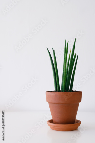 Sansevieria plants. A stylish green plant in a ceramic terracotta pot on a white wall background. Modern room decor. sansevieria cylindrical.