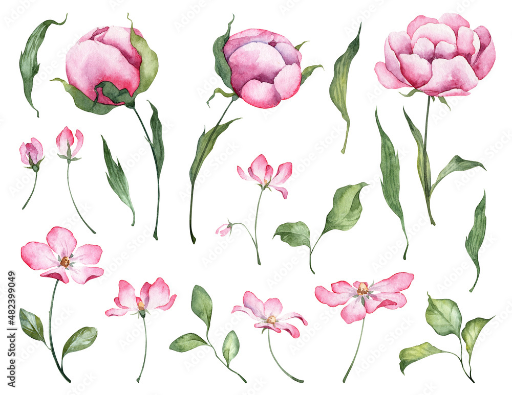 Big set with watercolor botanical illustrations isolated on white background. Hand painted pink and violet flowers and green leaves