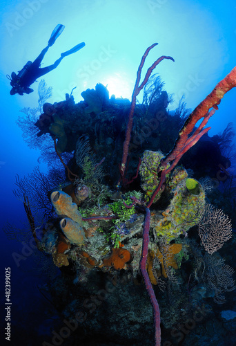 Top of underwater peak with sponges and coral, Grand Cayman Island, Caribbean