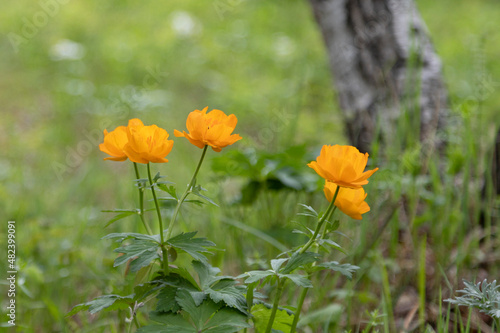 Blooming orange Trollius against the background of a summer forest