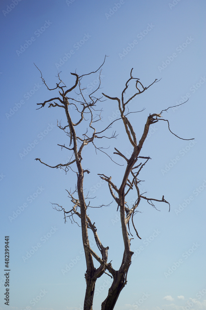 Closeup dried body of dead tree isolated on the blue sky background Closeup dried body of dead tree isolated on the blue sky background