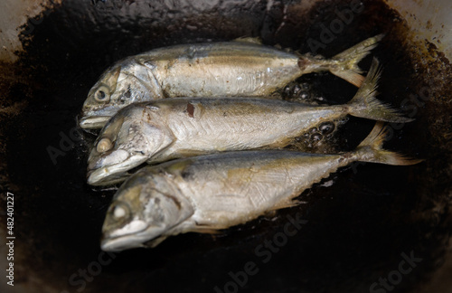 Pan Fried Mackerel is the major component of a quick meal of Thailand