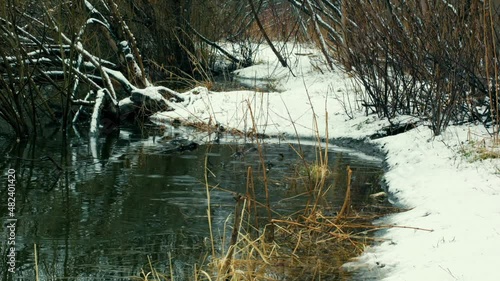 Spring rain on the banks of the river