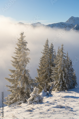 Group of fir trees above the clouds in winter with fresh snow and frost with mist in the valley and mountains. Europe, austria, tyrol, tannheimer Tal © Daniel