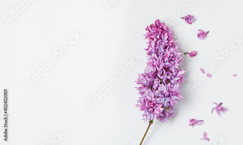 Lilac flowers on white surface. Copy space