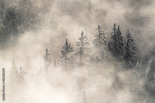 Mist lingering in a valley with some fir trees poking out. Tannheimer Tal Austria Tyrol