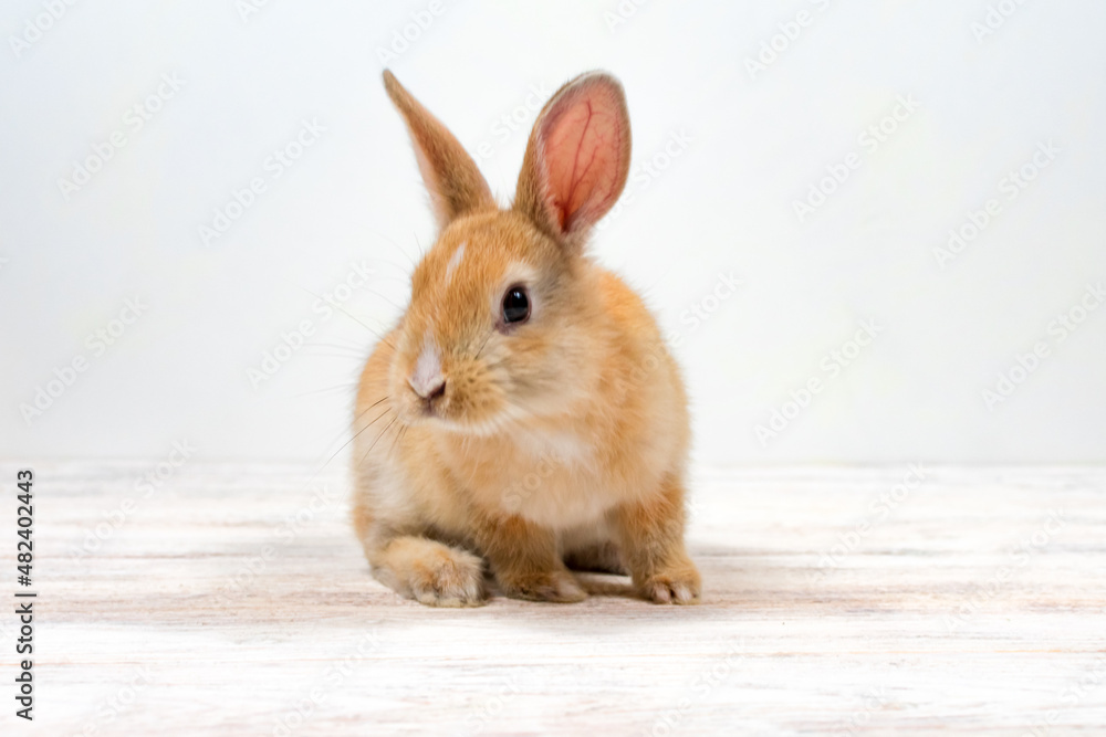 Redhead rabbit sits on a white background. Place for an inscription. Redhead rabbit sits on a white background. Place for an inscription.