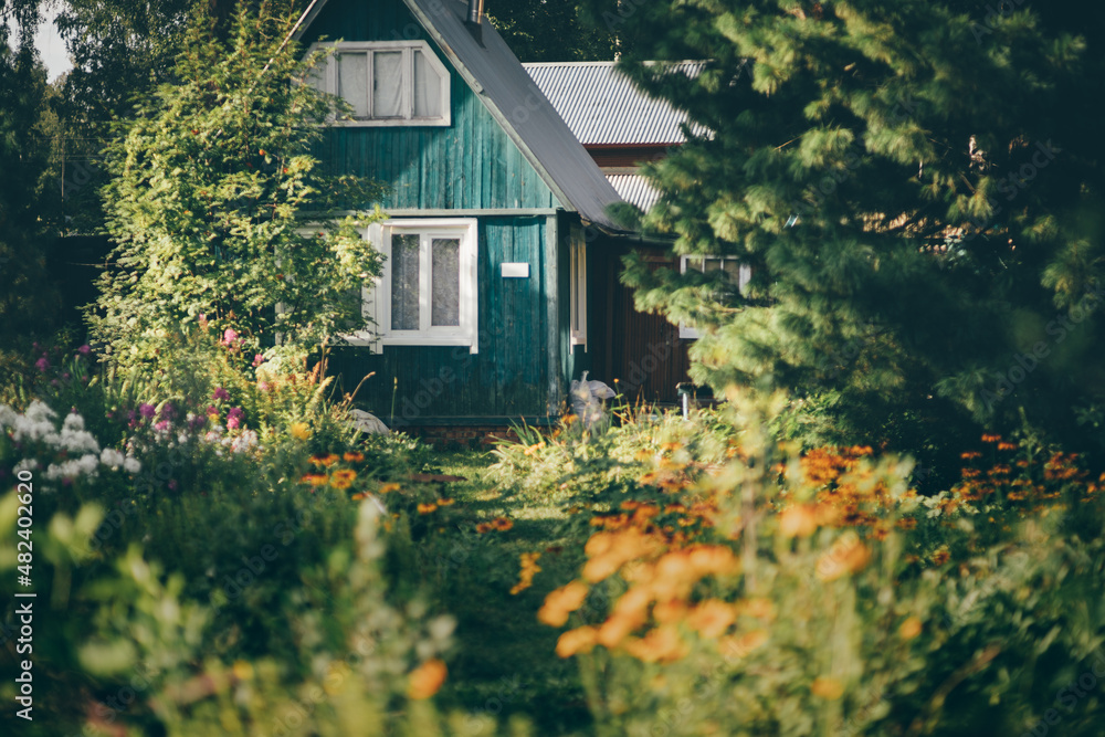 A summer garden for vegetables, fruits, and berries, overgrown with flowers and plants, with a selective focus on a teal wooden dacha cottage surrounded by a forest area with pines and other trees - obrazy, fototapety, plakaty 