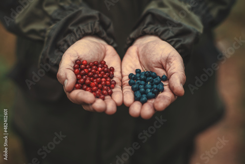 Selective focus on the calloused hands of a farmer with small medicinal fruits. An elderly Caucasian man offered two handfuls of fresh fruit over the blurred background of his camouflage jumpsuit