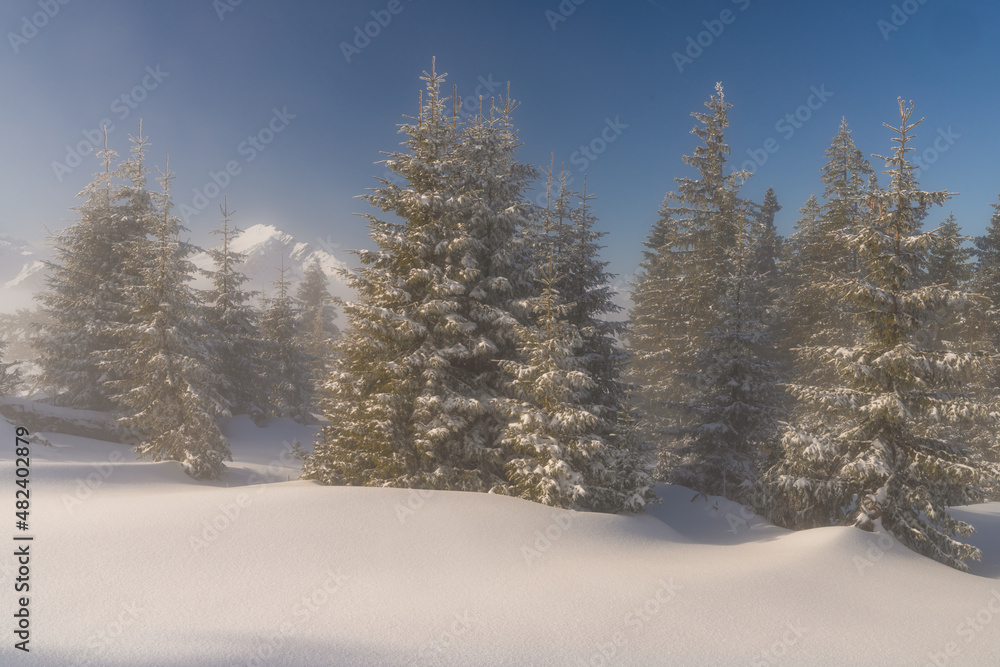 Fir trees with fresh snow and mist in the alps tannheimer tal valley in tyrol austria Schönkahler