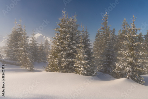 Fir trees with fresh snow and mist in the alps tannheimer tal valley in tyrol austria Sch  nkahler