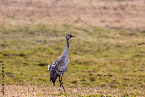 Alone Crane on a meadow