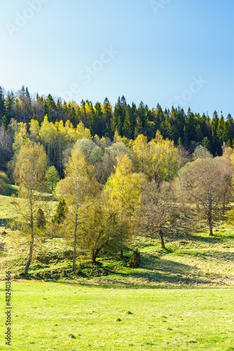 Fototapeta Naklejka Na Ścianę i Meble -  Spring green trees in a beautiful sunny landscape