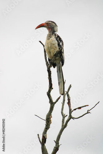 Yellow billed hornbill