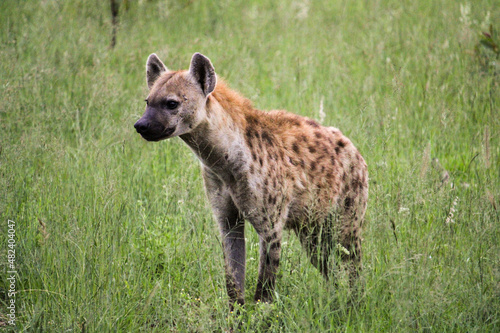 spotted hyena in the Sabi-Sabi game reserve