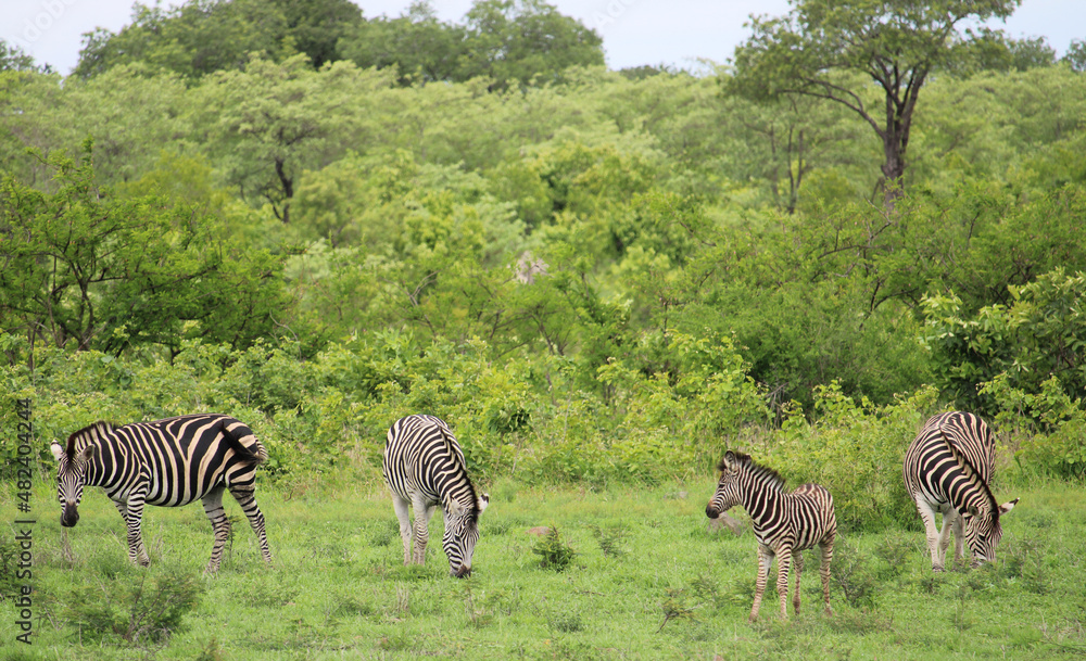 Obraz premium Zebras in Sabi-Sabi, Kruger National Park