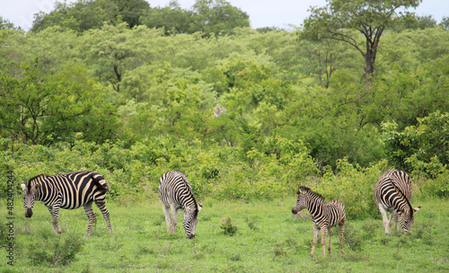 Zebras in Sabi-Sabi  Kruger National Park