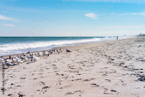 Beautiful picture with the view of Melbourne Beach in Florida with Gull birds