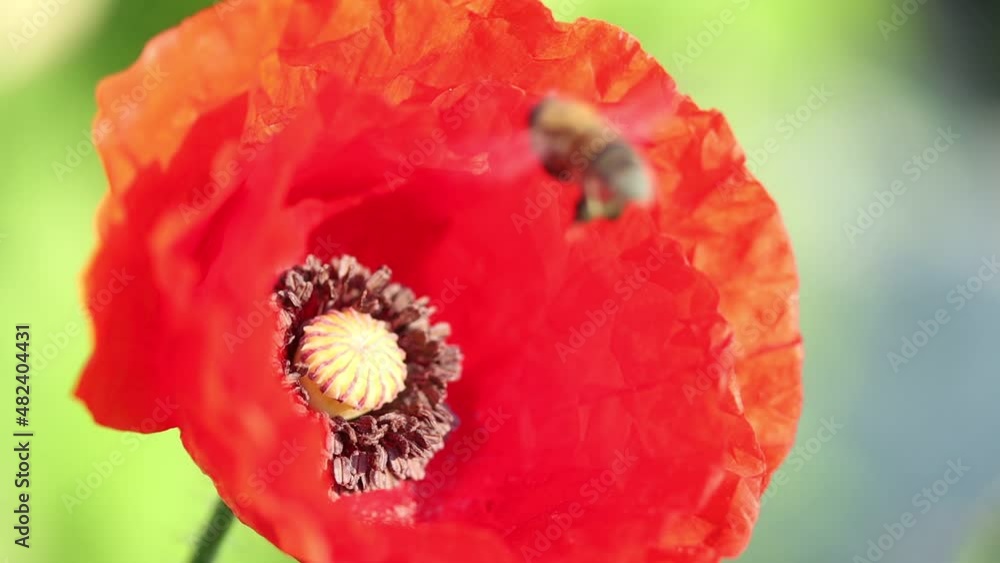 bee takes off from a flower and circles over it slow motion bee takes off from a flower and circles over it slow motion