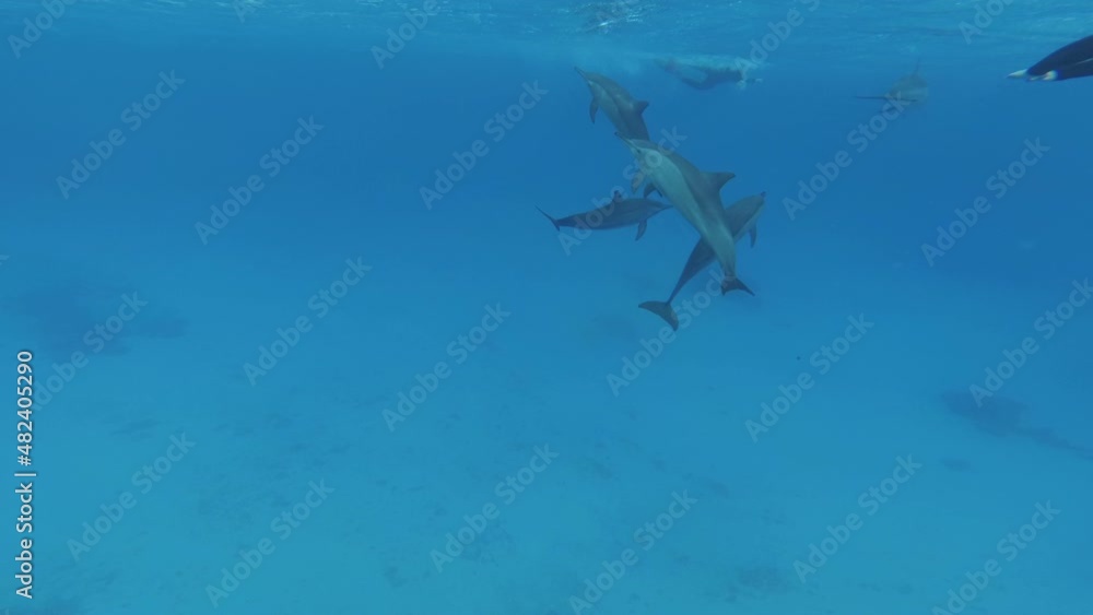 Dolphins in the Red Sea Dolphins in the Red Sea