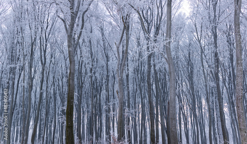 Fototapeta Naklejka Na Ścianę i Meble -  Beech forest in winter. Tree branches and trunks covered with rime. Picture taken on a cloudy day, uniform and soft light.