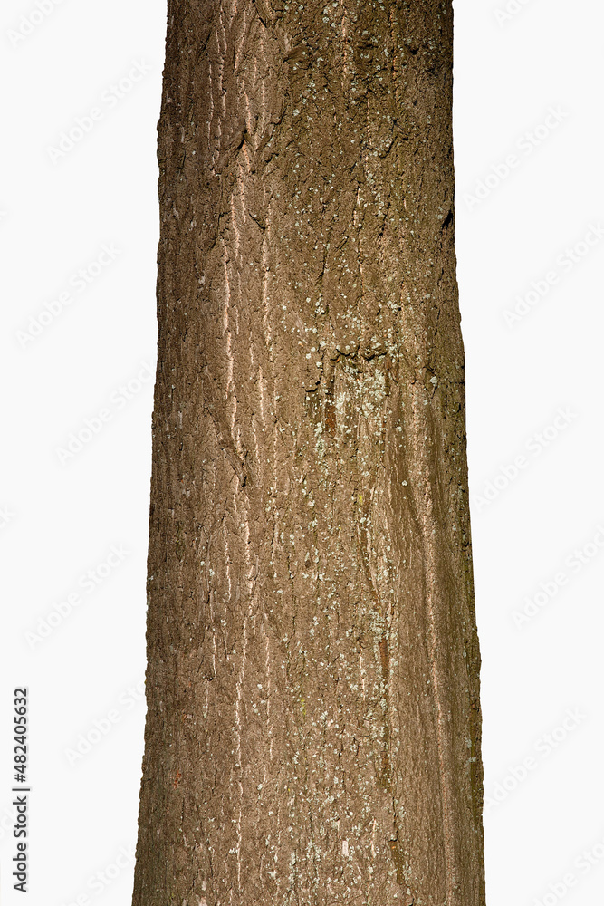 Fototapeta premium Tree Trunk Isolated On White Background