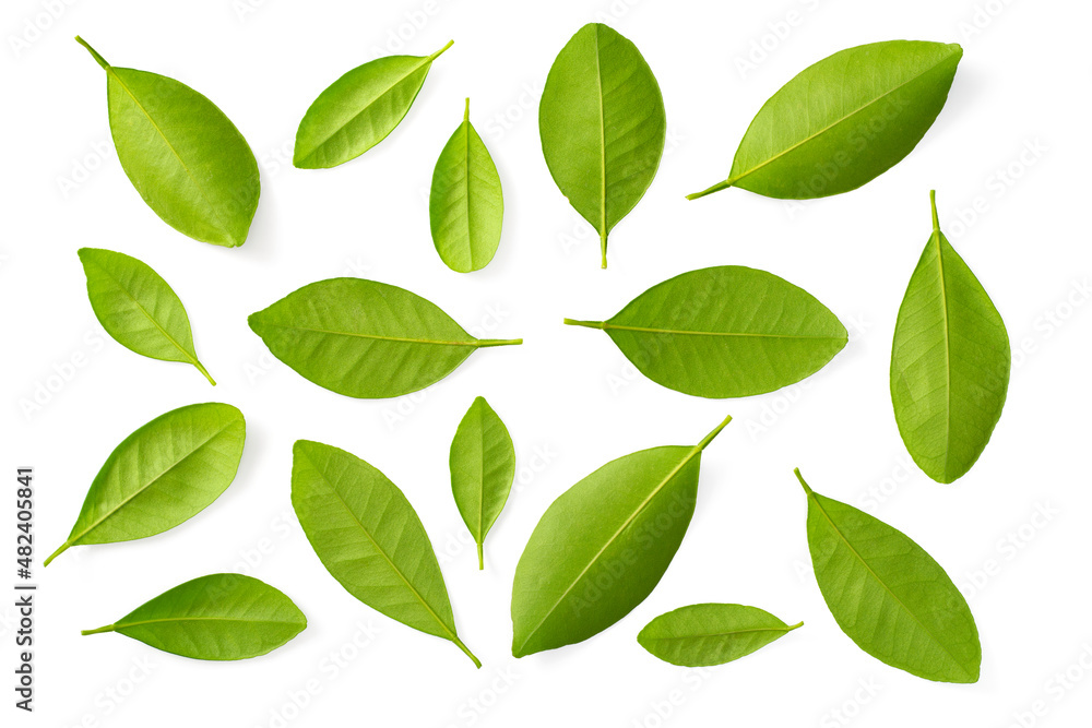 Neroli leaves isolated on the white background, top view.