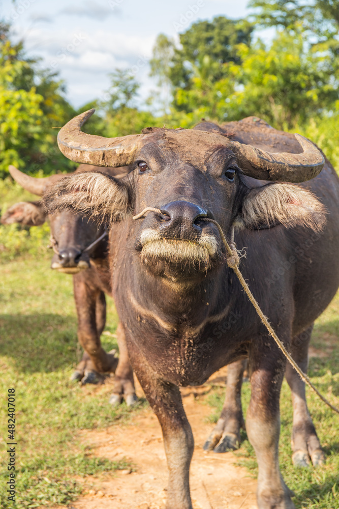 Water Buffalo in a Rice Field Thailand Southeast Asia Water Buffalo in a Rice Field Thailand Southeast Asia