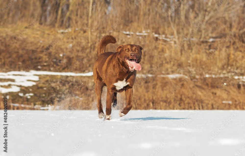 cheerful dog with tongue runs through the snow cheerful dog with tongue runs through the snow