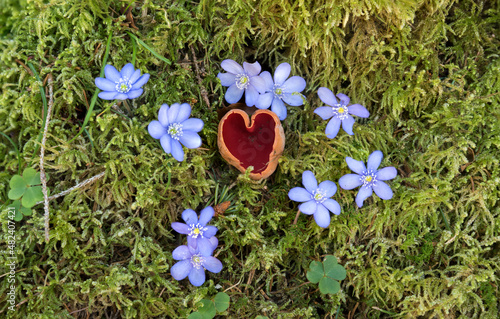 orange peel fungus, sarcoscypha mushroom,  moss and leaves, in shape of a heart grown. liverwort flowers photo