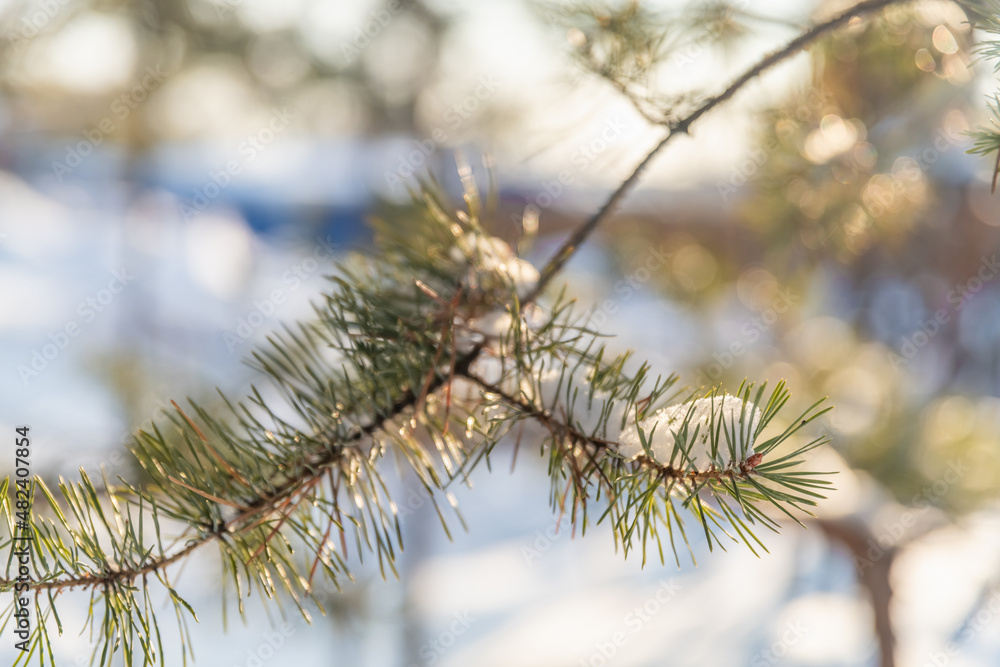 spruce branches in the snow in winter. nature spruce branches in the snow in winter. nature