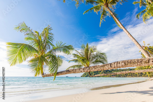 Fototapeta Naklejka Na Ścianę i Meble -  Beautiful coconut on the beach in tropical sea at Trad Province, Thailand.