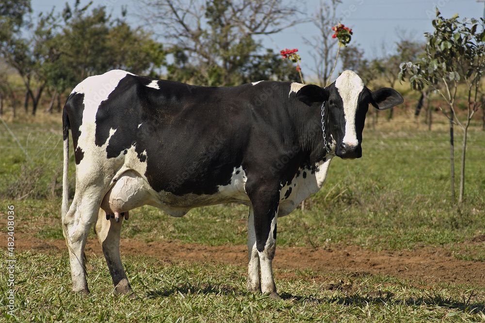 Vaca leiteira , Vaca holandesa .