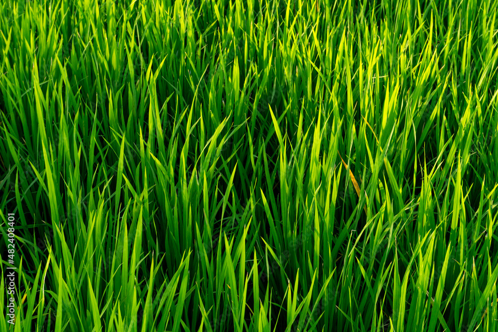 green grass background green grass background