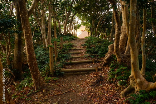 Road to Kaijin Shrine in Tsushima, Nagasaki, Japan - 日本 長崎県 対馬 海神神社 参道 photo