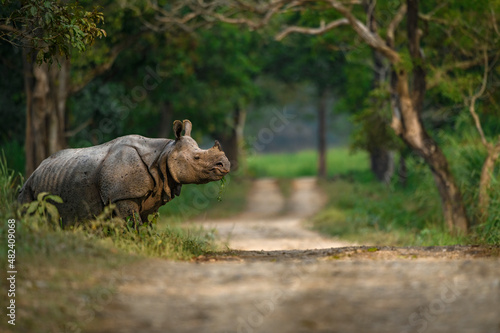 Adult Indian rhinoceros crossing a safari trail at Kaziranga National Park, Assam photo