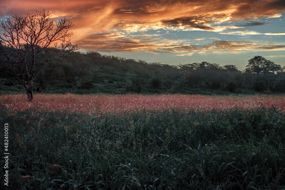 nascer do sol no campo nascer do sol no campo