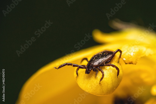 Fotografia A macro shot of a tick waiting on a yellow flower to infest a host