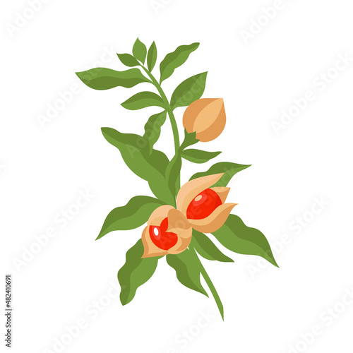 Ashwagandha. Stem, leaves, fruit.