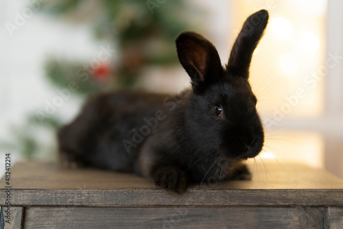 A black rabbit on the background of a Christmas tree.